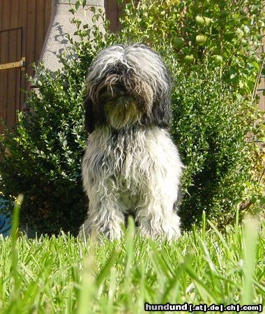 Tibet-Terrier bin ich nicht schön.....