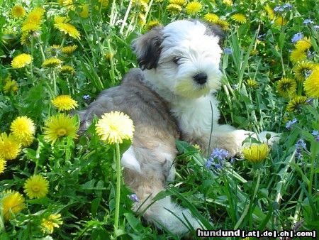 Tibet-Terrier Che La