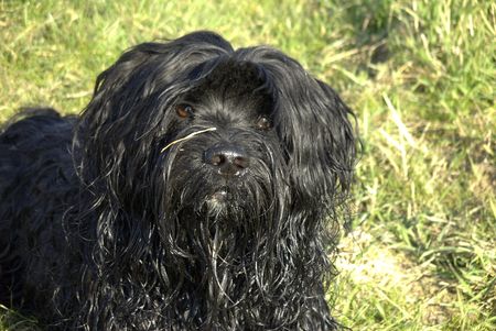 Tibet-Terrier