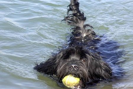 Tibet-Terrier