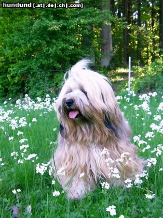 Tibet-Terrier E'Babayeshi