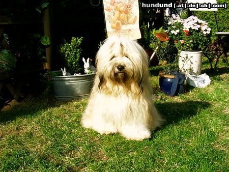 Tibet-Terrier E'Babayeshi von Nanisu