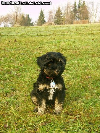 Tibet-Terrier Hjam-ma Shambala von Nanisu