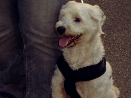 Tibet-Terrier Scherry von der Collie Ranch genannt Boomer