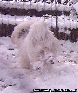 Tibet-Terrier Khan-po im Schnee - Juchee!