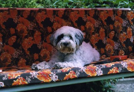 Tibet-Terrier Das ist Kira, sie ist eine Tibet-Terrier Hündin