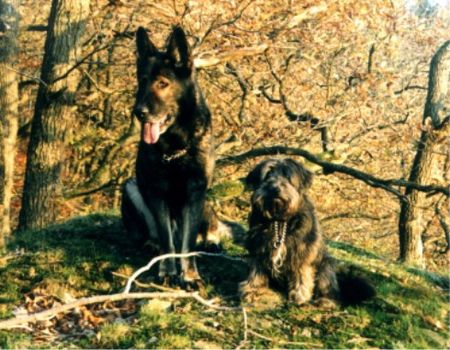 Tibet-Terrier Bonny (8 Jahre) mit ihrem Kumpel Arco.