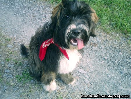 Tibet-Terrier Momo du Chateau des Chevaux