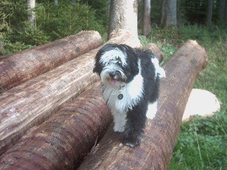 Tibet-Terrier Gino 5 Monate