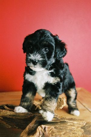 Tibet-Terrier Puppy Dashi