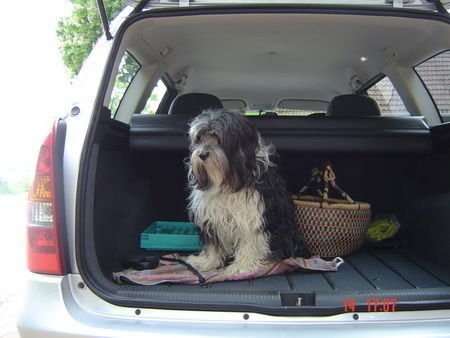 Tibet-Terrier das ist sammy und sein frauchen, er ist begeisterter autofahrer