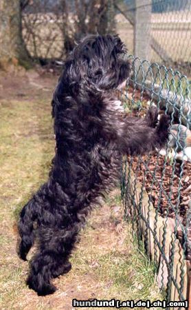 Tibet-Terrier Sana: Was guckst du?