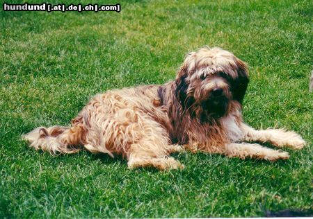 Tibet-Terrier Verschnaufpause im Garten...