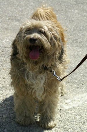 Tibet-Terrier Spike