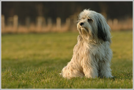 Tibet-Terrier Tibet Terrier, Tashi