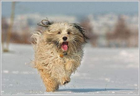 Tibet-Terrier Tibet Terrier, Tashi, 4 Jahre, Hündin