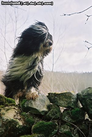 Tibet-Terrier Tiara-Su Utchu