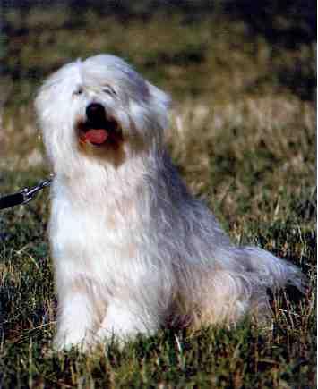 Tibet-Terrier Timm von Oedenheim (Multi Champion)