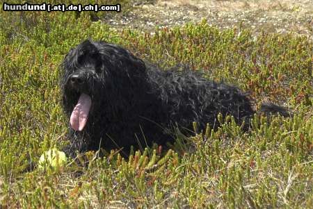 Tibet-Terrier Wo sind den meine zwei Beiner