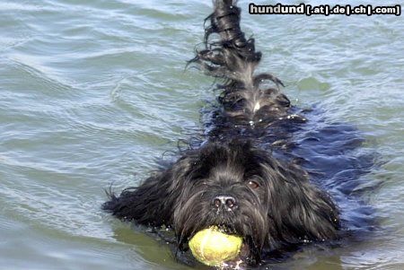 Tibet-Terrier Ich hole jedem Ball....!