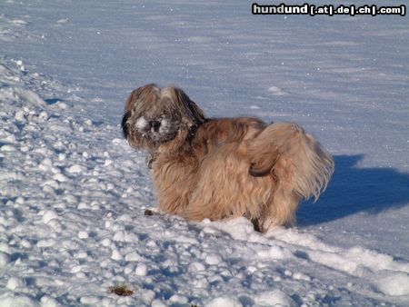 Tibet-Terrier Dakini und Bon-Tschi im tiefen tiefen Wald