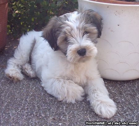 Tibet-Terrier Mein kleines Mäuschen Chin