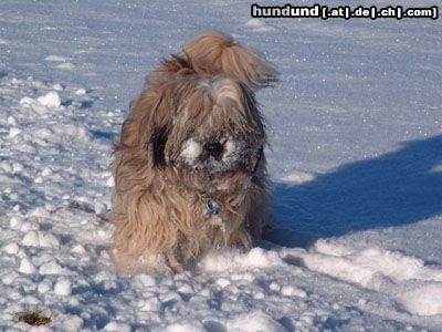 Tibet-Terrier Jetzt hab ich die Schauze voll! ;-))