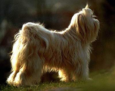 Tibet-Terrier Zuchthündin Kara