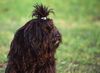 Tibet-Terrier Hund