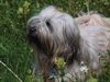 Tibet-Terrier Hund