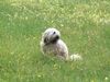 Tibet-Terrier Hund