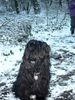 Tibet-Terrier Hund