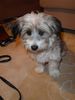 Tibet-Terrier Hund