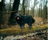 Tibet-Terrier Hund