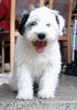 Tibet-Terrier Hund