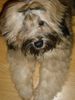 Tibet-Terrier Hund