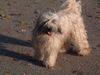 Tibet-Terrier Hund