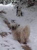 Tibet-Terrier Hund