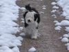 Tibet-Terrier Hund