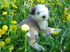 Tibet-Terrier Hund