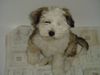 Tibet-Terrier Hund