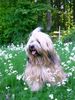 Tibet-Terrier Hund