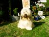 Tibet-Terrier Hund