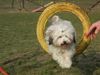 Tibet-Terrier Hund