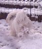 Tibet-Terrier Hund