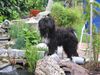 Tibet-Terrier Hund