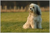 Tibet-Terrier Hund