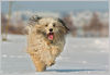 Tibet-Terrier Hund