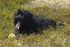 Tibet-Terrier Hund