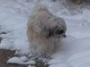 Tibet-Terrier Hund